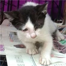 Photo of No. CAAAG1100421001, Young · Small · Mixed breed