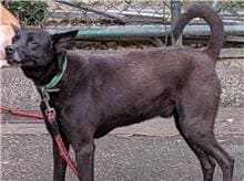 Photo of No. 104080603, Young · Male · Small · Mixed breed