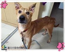 Photo of No. 109122402, Adult · Female · Medium · Mixed breed