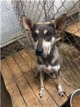 Black-and-brown adult female mixed-breed dog, Medium, shelter no. …5003