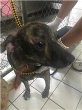 Tabby male mixed-breed dog, Medium, shelter no. …2007