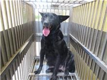 Photo of No. RAAAG1090617001, Adult · Female · Medium · Mixed breed