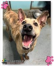 Photo of No. 109021802, Adult · Male · Medium · Mixed breed