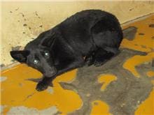 Photo of No. CAAAG1060317003, Female · Medium · Mixed breed