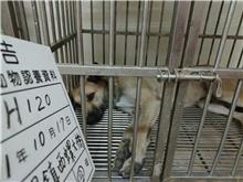 Photo of No. 111-H120D, Adult · Male · Large · Mixed breed