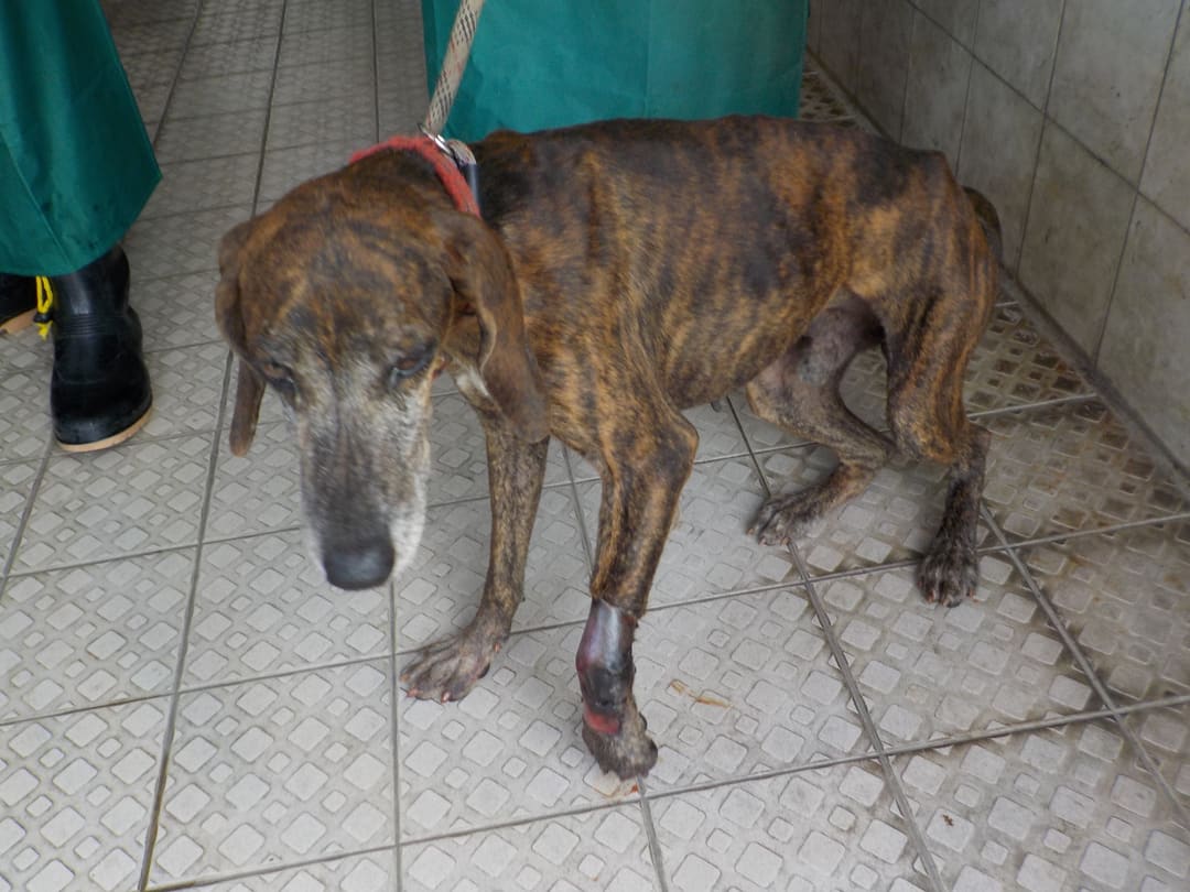 Tabby adult male mixed-breed dog, Medium, shelter no. …1397