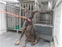 Black tabby adult female mixed-breed dog, Medium, shelter no. …5090