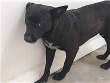 Photo of No. 111052308, Adult · Male · Medium · Mixed breed