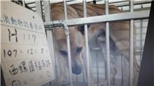 Tan male mixed-breed dog, Large, shelter no. …117D