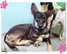 Photo of No. 108022005, Adult · Male · Medium · Mixed breed