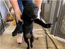 Photo of No. RAAAG1110622001, Young · Female · Small · Mixed breed