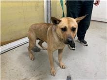 Tan adult male mixed-breed dog, Medium, shelter no. …2303