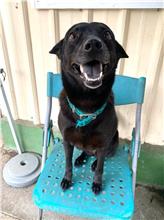 Photo of No. MAAAG1070924037, Adult · Female · Medium · Mixed breed