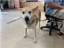 Photo of No. 110092802, Adult · Male · Medium · Mixed breed