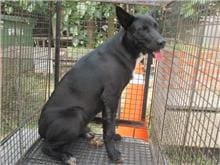 Photo of No. CAAAG1061228005, Male · Medium · Mixed breed