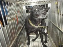 Photo of No. CAAAG1060224004, Male · Medium · Mixed breed