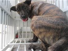 Photo of No. CAAAG1060922005, Adult · Female · Medium · Mixed breed