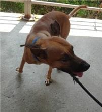 Photo of No. AAAHG1090908002, Adult · Male · Medium · Mixed breed