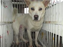 Photo of No. CAAAG1070417017, Male · Medium · Mixed breed