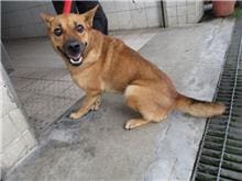 Photo of No. HAAAG1080819033, Adult · Female · Medium · Mixed breed