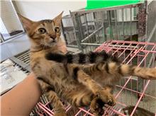 Photo of No. CAAAG1110831004, Adult · Male · Medium · Mixed breed