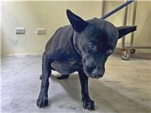 Black adult male mixed-breed dog, Medium, shelter no. …0704