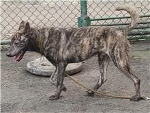Tabby adult male mixed-breed dog, Medium, shelter no. …1201