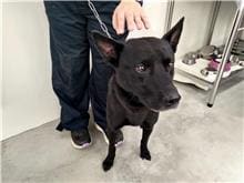 Black adult male mixed-breed dog, Medium, shelter no. …1201