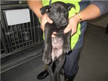 Photo of No. CAAAG1080122014, Male · Small · Mixed breed