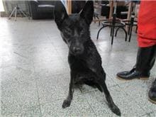 Photo of No. CAAAG1061020005, Female · Medium · Mixed breed