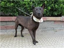 Photo of No. HAAAG1060213145, Female · Medium · Mixed breed