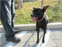 Photo of No. RAAAG1081112010, Adult · Male · Medium · Mixed breed
