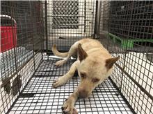 Photo of No. 1110705D01, Adult · Male · Medium · Mixed breed