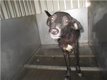 Photo of No. CAAAG1110827005, Adult · Female · Medium · Mixed breed