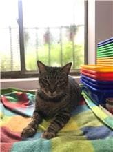 Photo of No. AAAIG1090331002, Male · Medium · Mixed breed