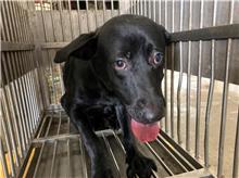 Black adult male mixed-breed dog, Medium, shelter no. …7011
