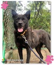 Photo of No. 104081409, Adult · Female · Small · Mixed breed