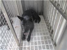 Photo of No. HAAAG11103211388, Adult · Male · Medium · Mixed breed