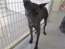 Photo of No. CAAAG1071030010, Adult · Female · Medium · Mixed breed