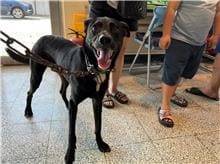 Photo of No. CAAAG1110726012, Adult · Male · Medium · Mixed breed