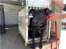 Photo of No. CAAAG1110517015, Adult · Male · Medium · Mixed breed