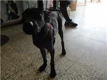 Black adult female mixed-breed dog, Medium, shelter no. …0001