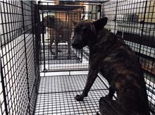 Photo of No. 1111114D02, Adult · Female · Large · Mixed breed