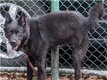 Photo of No. 108082801, Adult · Male · Medium · Mixed breed