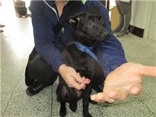 Photo of No. CAAAG1080216009, Female · Medium · Dog