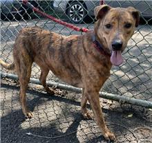 Photo of No. 108040906, Adult · Male · Medium · Mixed breed