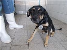 Photo of No. HAAAG1050926294, Adult · Male · Medium · Mixed breed