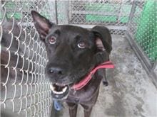 Photo of No. NAAAG1080908001, Adult · Male · Large · Mixed breed