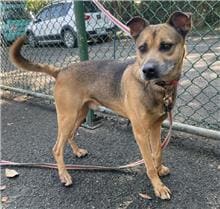 Photo of No. 109060402, Adult · Male · Medium · Mixed breed