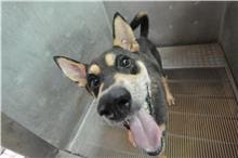 Photo of No. DAAAG1080813005, Adult · Male · Medium · Mixed breed